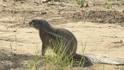 South African Ground Squirrel