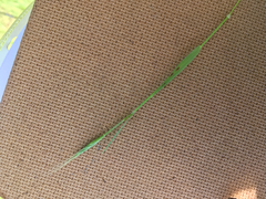 Brachypodium distachyon