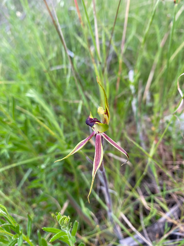 Bow-lip spider orchid