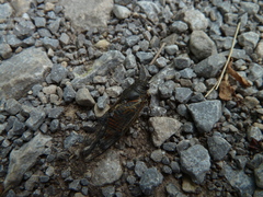 Cicadetta montana