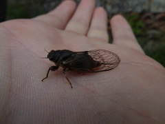 Cicadetta montana