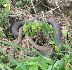 Nerodia sipedon insularum