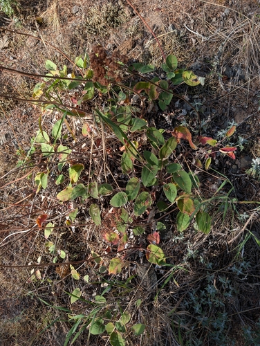 Eriogonum compositum