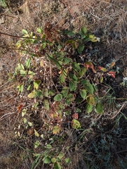 Eriogonum compositum