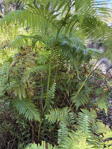 Cibotium glaucum, photograph 2