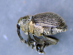 Ceutorhynchus typhae