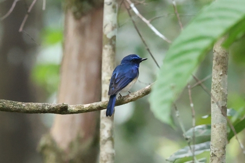 Cyornis turcosus observed 2026-08-25