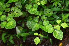 Pseudarthria viscida