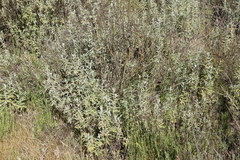 Salvia leucophylla
