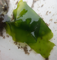 Ulvaceae