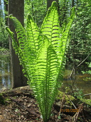 Matteuccia struthiopteris