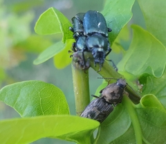 Platycerus
