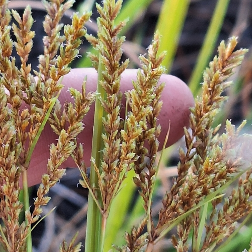 Cyperus exaltatus, photograph 4