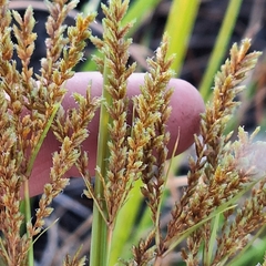 (c) Greg Tasney, some rights reserved (CC BY-SA) Cyperus exaltatus, photograph (c) Greg Tasney, some rights reserved (CC BY-SA)