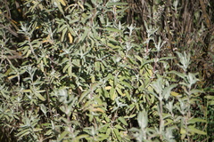 Salvia leucophylla