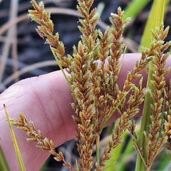 (c) Greg Tasney, some rights reserved (CC BY-SA) Cyperus exaltatus, photograph (c) Greg Tasney, some rights reserved (CC BY-SA)