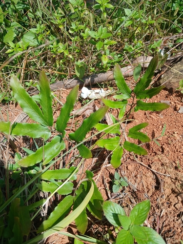 Lygodium flexuosum observed 2026-08-25