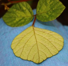 Pseudarthria viscida