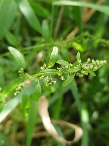 Many-seeded Goosefoot