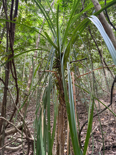Benstonea monticola, photograph 4
