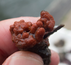 Clathria prolifera