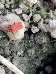 Lopheros rubens