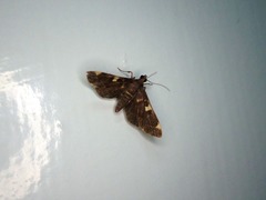 Piletocera aegimiusalis