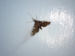 Piletocera aegimiusalis