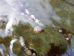 Testudinalia testudinalis