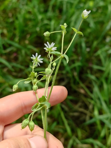 Water Chickweed