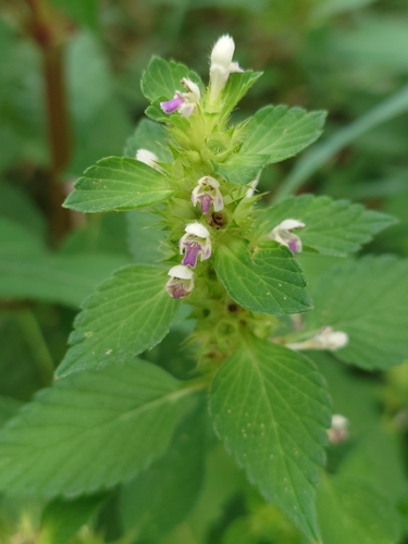 Bifid Hemp-nettle