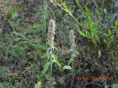 Stachys germanica