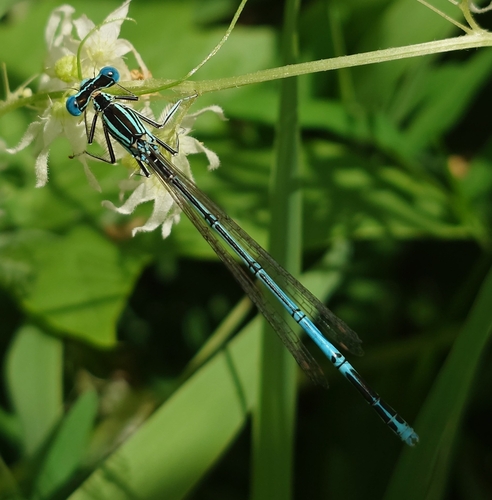 Blue Featherleg