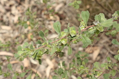 Dodonaea triangularis