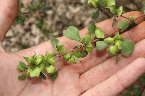 Dodonaea triangularis, photograph 1