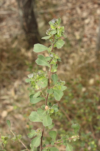 Dodonaea triangularis, photograph 2