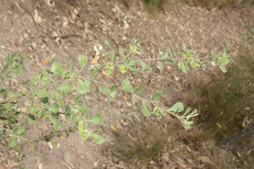 Dodonaea triangularis, photograph 3