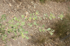 Dodonaea triangularis, photograph (c) O.Neate, some rights reserved (CC BY-SA)