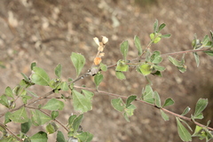 Dodonaea triangularis, photograph (c) O.Neate, some rights reserved (CC BY-SA)