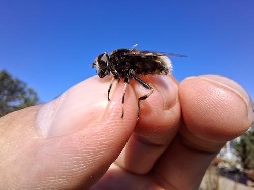 Furry Dronefly