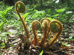 Dryopteris filix-mas