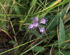 Saussurea alpina
