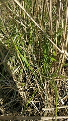 Carex acutiformis