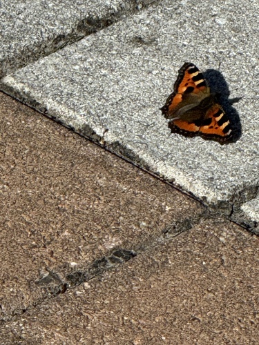 Small Tortoiseshell