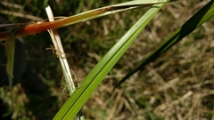Carex acutiformis