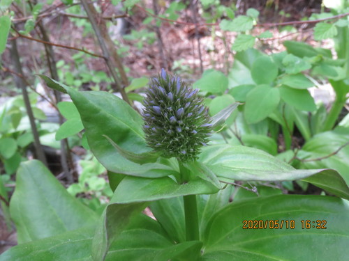 Image of Frasera fastigiata by no rights reserved