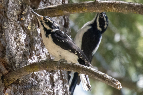 iNaturalist observation photo of Hairy Woodpecker
