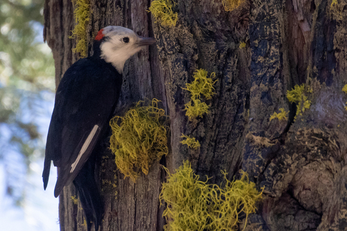 iNaturalist observation photo of White-headed Woodpecker