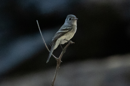 iNaturalist observation photo of Hammond's Flycatcher