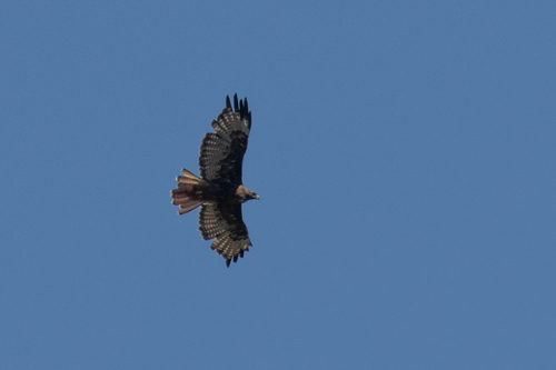 iNaturalist observation photo of Red-tailed Hawk